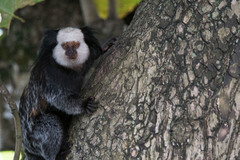 Callithrix geoffroyi