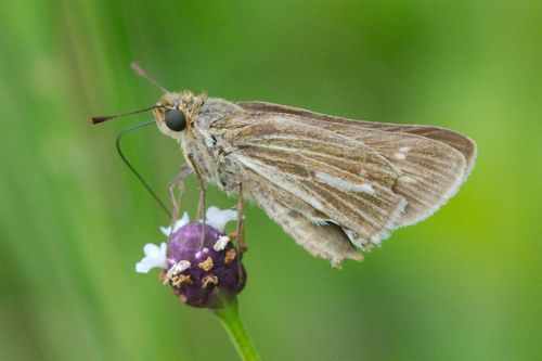 Salt Marsh Skipper photo 3