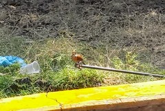 Turdus rufopalliatus