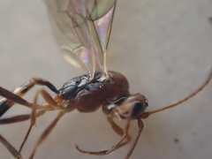 Ichneumonidae