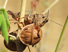 Xyleus discoideus angulatus