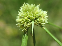Cyperus seslerioides