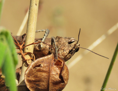 Xyleus discoideus angulatus