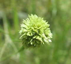 Cyperus seslerioides