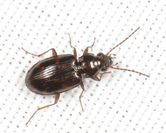 Bembidion castor