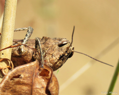 Xyleus discoideus angulatus