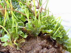 Phaeoceros carolinianus