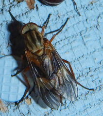Arthropeas americana