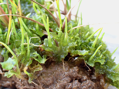 Phaeoceros carolinianus