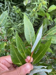 Salix pyrifolia