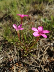 Oxalis polyphylla polyphylla