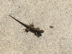 Sceloporus occidentalis