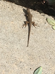 Sceloporus occidentalis