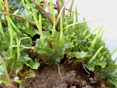 Phaeoceros carolinianus