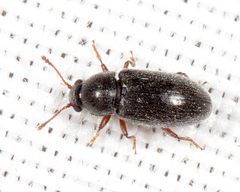 Telmatophilus americanus