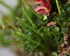 Phaeoceros carolinianus