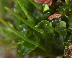 Phaeoceros carolinianus