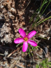 Oxalis polyphylla polyphylla