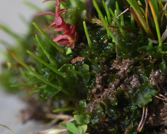 Phaeoceros carolinianus