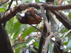 Pygarrhichas albogularis