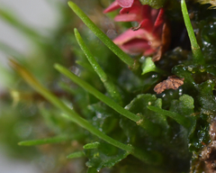 Phaeoceros carolinianus