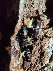 Glischrochilus japonius