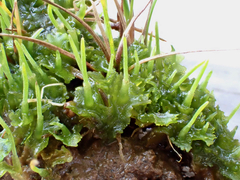 Phaeoceros carolinianus