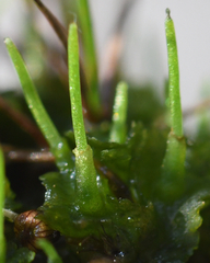 Phaeoceros carolinianus