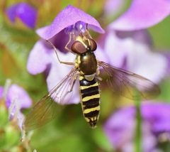 Fazia micrura