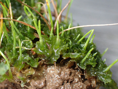 Phaeoceros carolinianus