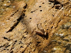 Lithobates blairi