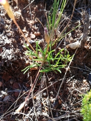Oxalis polyphylla polyphylla