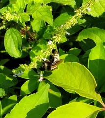 Bombus pensylvanicus image