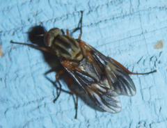 Arthropeas americana