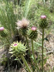 Cirsium wheeleri
