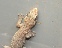Hemidactylus agrius