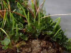 Phaeoceros carolinianus