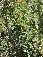 Cirsium wheeleri