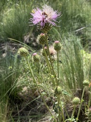 Cirsium wheeleri