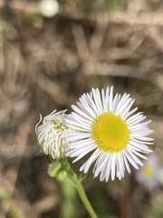 Erigeron allisonii