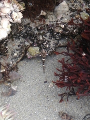 Clinocottus globiceps