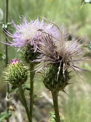 Cirsium wheeleri