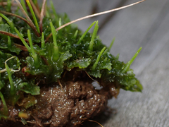 Phaeoceros carolinianus