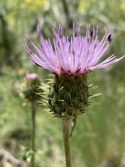 Cirsium wheeleri