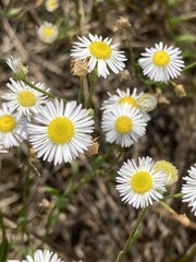 Erigeron allisonii