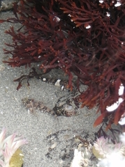 Clinocottus globiceps