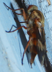 Arthropeas americana