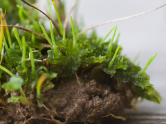 Phaeoceros carolinianus