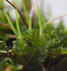 Phaeoceros carolinianus