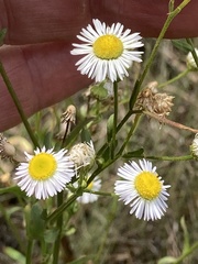 Erigeron allisonii